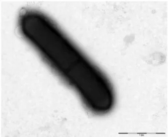 FIG. 5. Transmission electron microscopy of Massilioclostridium coli strain Marseille-P2976 T using Morgani 268D (Philips, Amsterdam, The Netherlands) at operating voltage of 60 kV