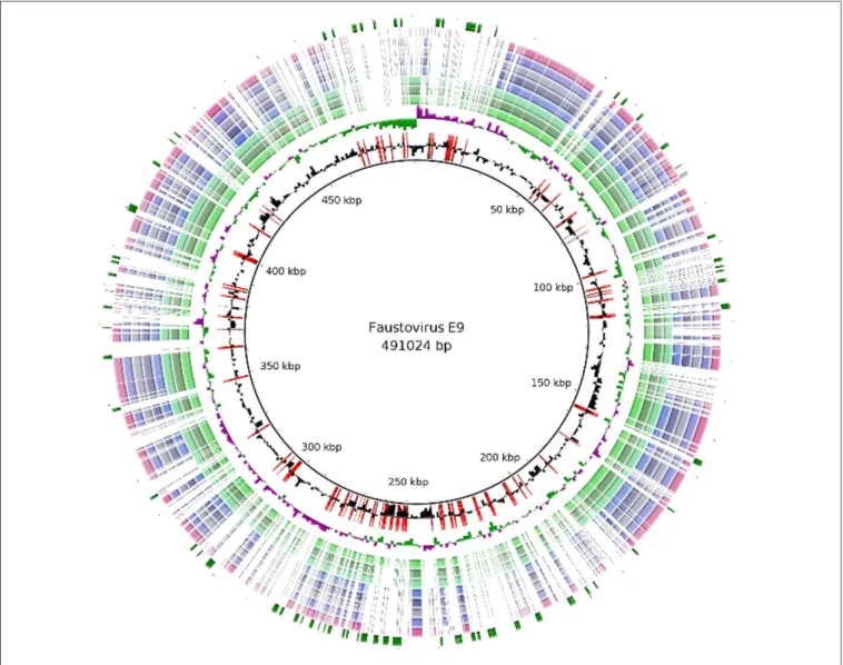 FIGURE 1 | Regions of variability among the Faustovirus genomes. BLAST based genome showing regions of variability of Faustovirus E9 and the other Faustoviruses