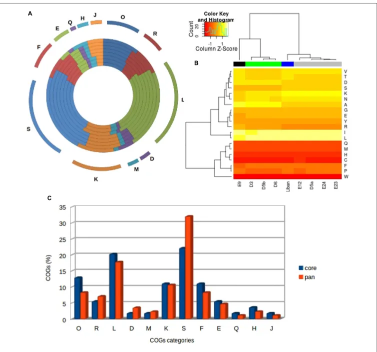 FIGURE 5 | Analysis of amino acids and COGs category distribution. (A) Cluster of Orthologs (COG) classification of the families of orthologs