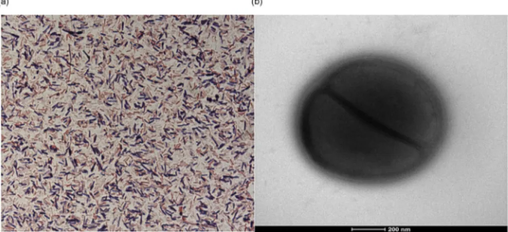 FIG. 1. (a) Gram staining of Clostridium niameyense strain MT sp. (b) Transmission electron microscopy of Clostridium niameyense sp