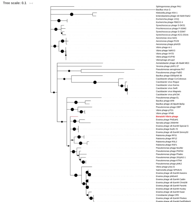 FIGURE 4 | Phylogenetic analysis of 63 Jumbo phages based on the amino acids sequence of the terminase large subunit