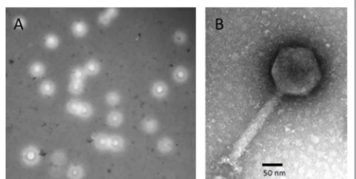 FIGURE 1 | Morphology of Vibrio phage BONAISHI. (A) BONAISHI forms large, round plaque on a lawn of V
