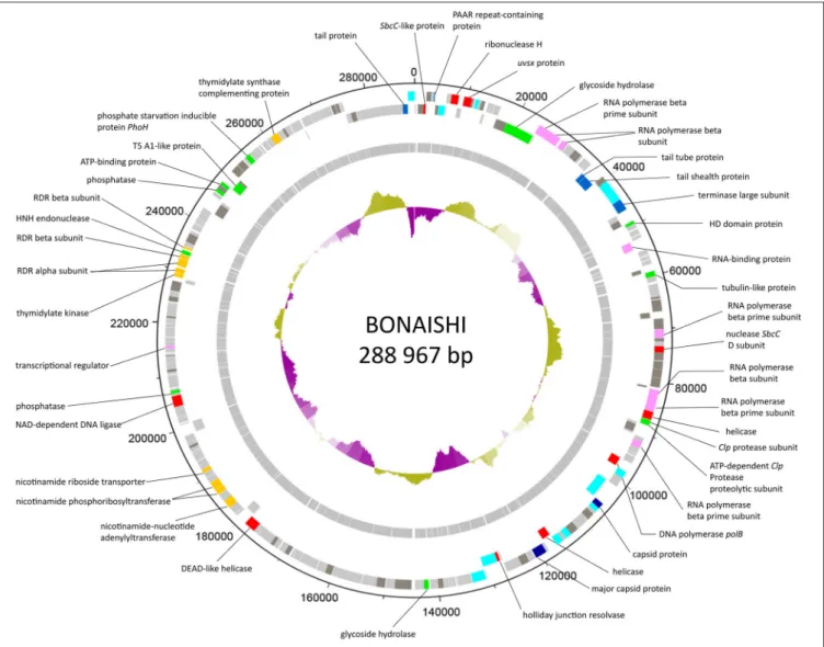 FIGURE 3 | Genome map of BONAISHI. The 110 protein-coding genes are shown as colored blocks