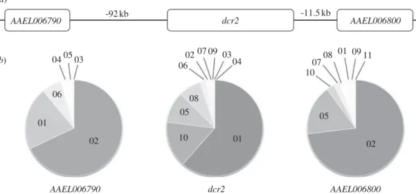 Figure 1. Allelic polymorphism in the dcr2 genomic region of Aedes aegypti. (a) Schematic of the Dicer-2 (dcr2) genomic region showing the position of flanking genes (AAEL006790 and AAEL006800) used as control loci