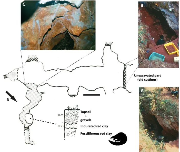 Figure 1. Schematic representation of the phosphate chamber of Pech du Fraysse (aerial view) and stratigraphic position of the red clays that yielded the fossil  of pangolin described in this study