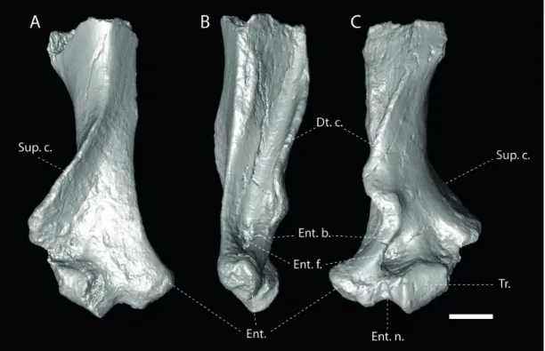 Figure 2. CT scan of the humerus from Pech du Fraysse (PFY 4051) in posterior (A), medial (B), and anterior (C) views