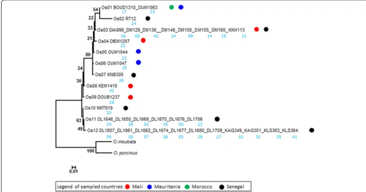 Fig. 1 Phylogram (PhyML 1000 bootstraps) of partial 16S rRNA gene sequence data (441 nucleotides) of Ornithodoros sonrai sequences (35 sequences were grouped in 12 Os)