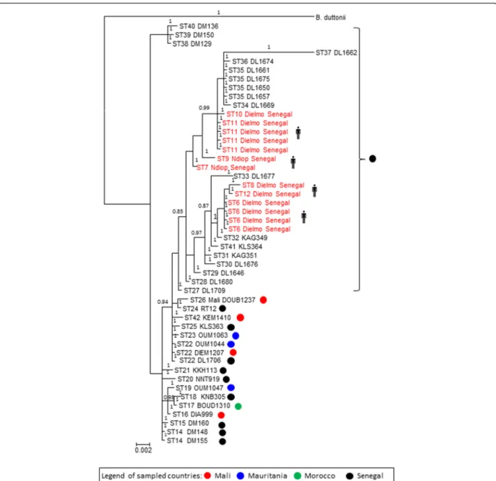 Fig. 2 Bayesian MCMC analysis based on five intergenic spacers sequences for 48 Borrelia crocidurae strains in Ornithodoros sonrai ticks and human samples