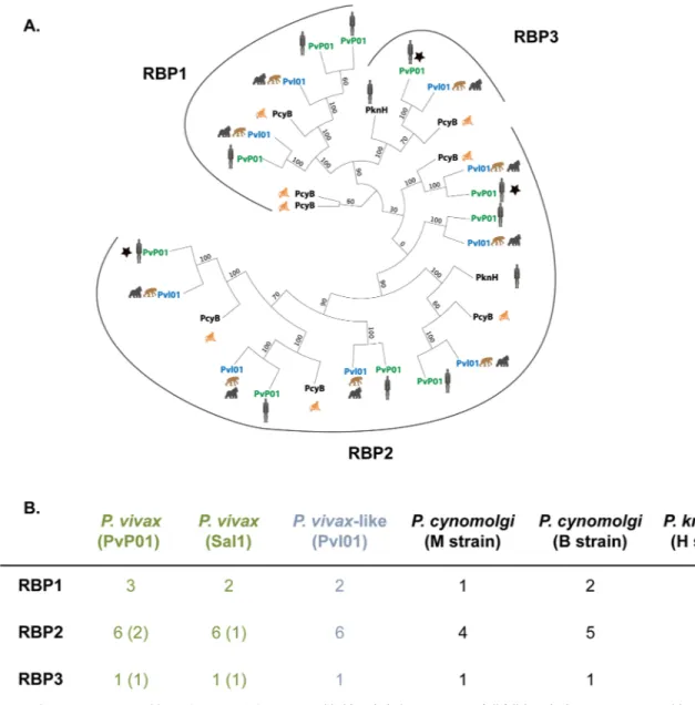 Fig 1. rbp genes in P. vivax-like and P. vivax. (A) Maximum likelihood phylogenetic tree of all full-length rbp genes in P