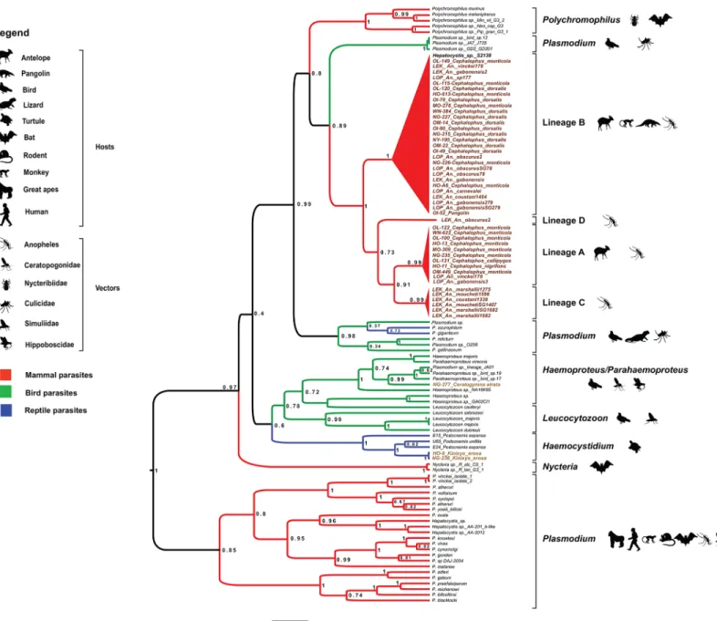 Fig 2. Phylogenetic relationships between the Cyt-b sequences of haemosporidian parasites obtained in our study and reference Cyt-b sequences (names in black) from existing databases