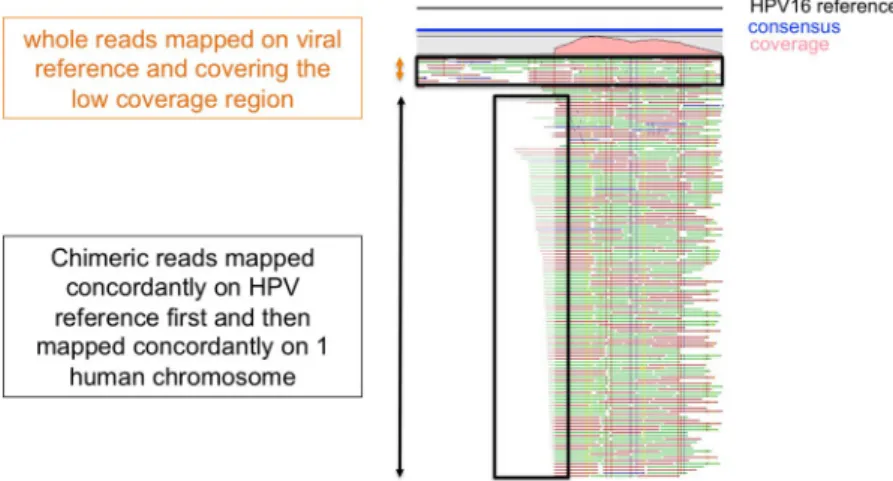 Figure 2.  Detection of putative episomal or integrated forms of the virus. An integration event was detected  when the coverage of the genomic region between the unaligned part of the read mapped on viral reference was  low.