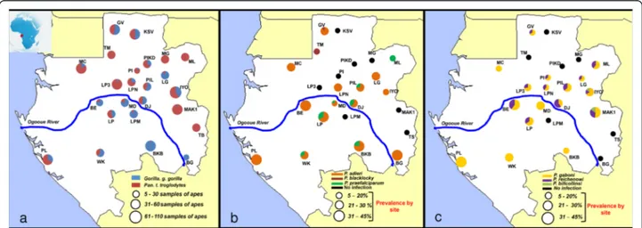 Figure 1 Sampling sites and variations of Plasmodium prevalences in Gabon. (a) Distribution of the sampling sites and amount of gorilla and chimpanzee samples collected and analysed in each site