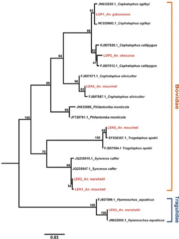 FIGURE 1 Phylogenetic position of the Cyt-b sequences amplified  from the blood meal of field- collected anopheline mosquitoes (in red: 