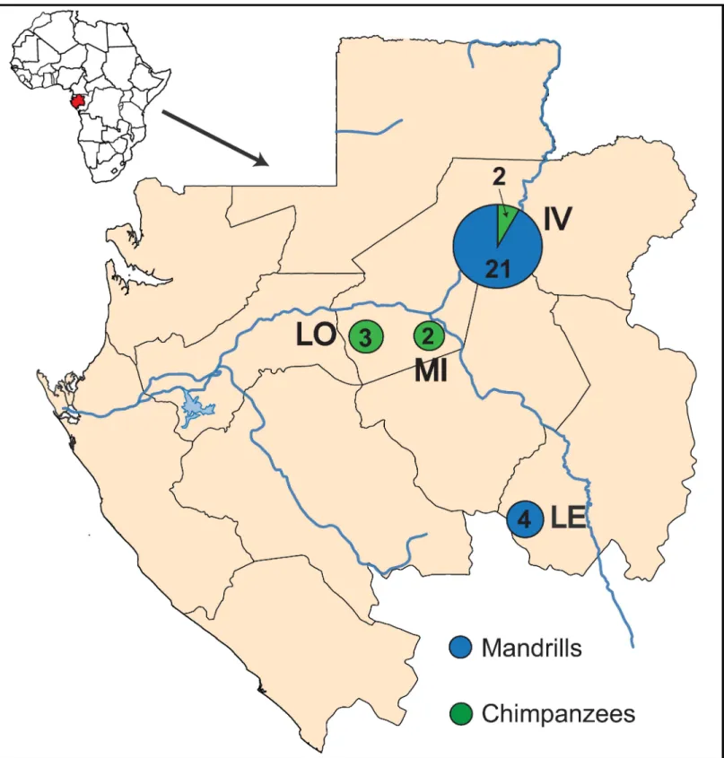Fig 1. Non-human primates sampling sites in Gabon. For each site, the zone code is indicated: IV for Ivindo, LE for Le´ke´di, LO for Lope´, MI for Mikongo.