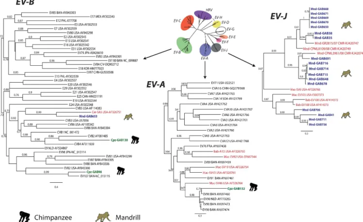Fig 2. Phylogenetic relationship of EV strains based on approximately 450 nucleotides VP2 sequences (positions 962 to 1,545 according to the poliovirus 1 genome, Genbank # V01149), in the species EV-B, EV-A and EV-J