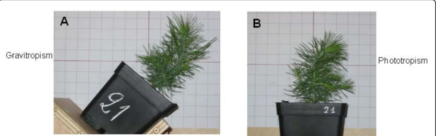 Figure 7 Plant phenotype after light and gravitropic treatment. A) Gravitropic stem curvature (0.075 m -1 ) in a plant leaning at 45° after 22 days of inclination
