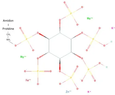 Figure  2 :  Molécule  de  phytate  et  ses  interactions  possibles  avec  les  cations,  les  protéines et l’amidon