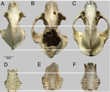 Fig. 1. Comparison of the skull and upper dentition of fossil and extant giant pandas
