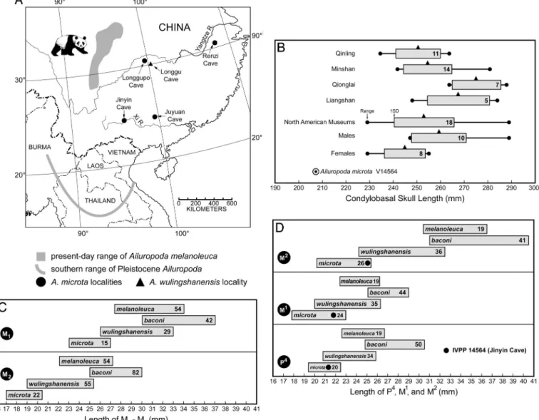 Fig. 2. Geographic distribution and craniodental dimensions of fossil and living giant pandas