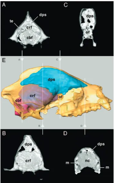 Fig. 4. CT scanned image and 3D reconstruction of A. microta skull, Jinyin cave, China