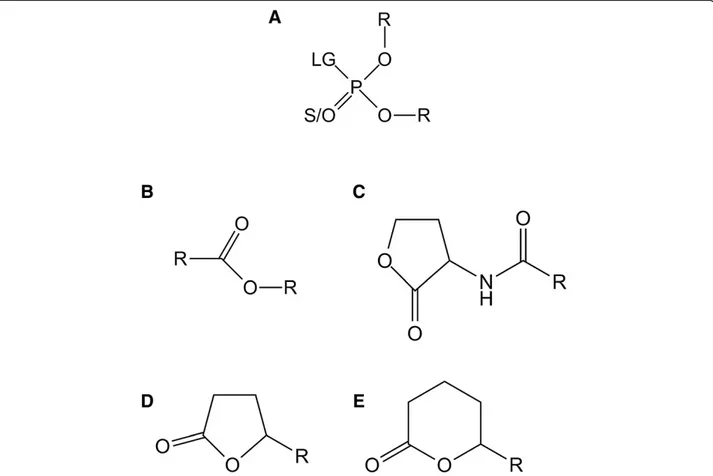 Figure 1 Chemical structure of Sac Pox substrates. Chemical structures of (A) phosphotriesters, (B) esters, (C) Acyl-Homoserine Lactones, (D) γ -lactones and (E) δ -lactones are presented