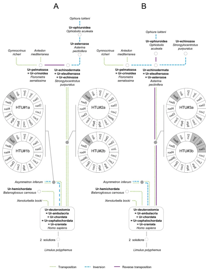 Fig 2. The two most parsimonious trees for deuterostomes (12 evolutionary steps) deduced from the order of protein-coding and ribosomal RNA mitochondrial (mt) genes