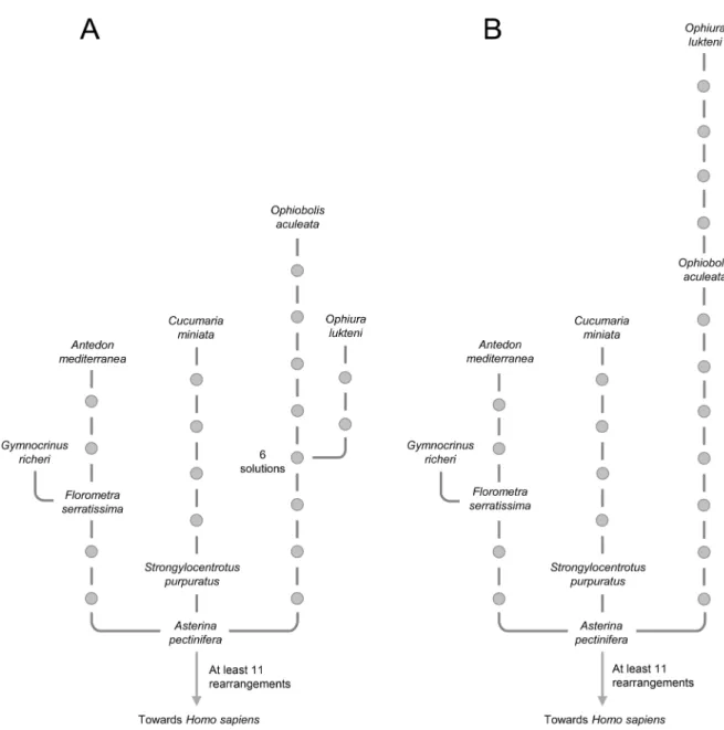 Fig 3. Two trees among extant Echinodermata as deduced from the order of protein-coding, ribosomal RNA(rRNA) and transfer RNA (tRNA) mitochondrial genes