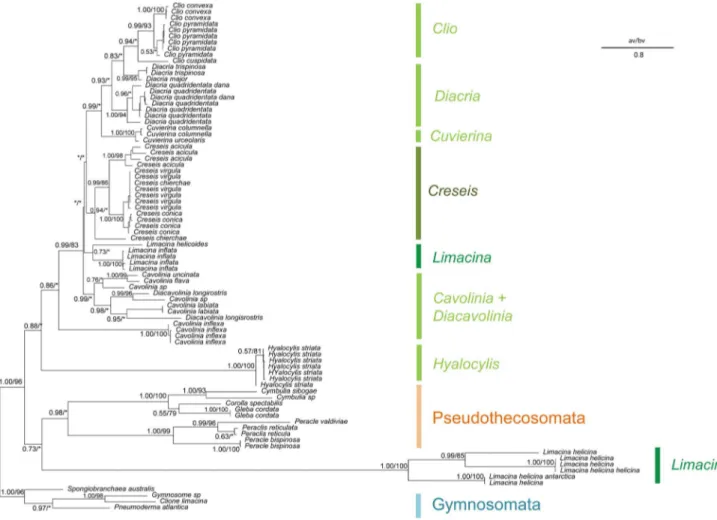 Figure 4. Phylogenetic analysis of Thecosomata based on partial COI data set. We display the topology of the Bayesian tree issued from the COI gene data set without ‘‘noisy’’ site ( 607 base pair)