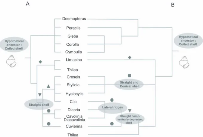 Figure 1. Different phylogenetic hypothesis of Euthecosomata. A) The left topology is deduced from Rampal studies which considered two straight shell species groups: Creseidae (Creseis, Hyalocylis, Styliola) and Cavoliniidae composed of two sub families, t