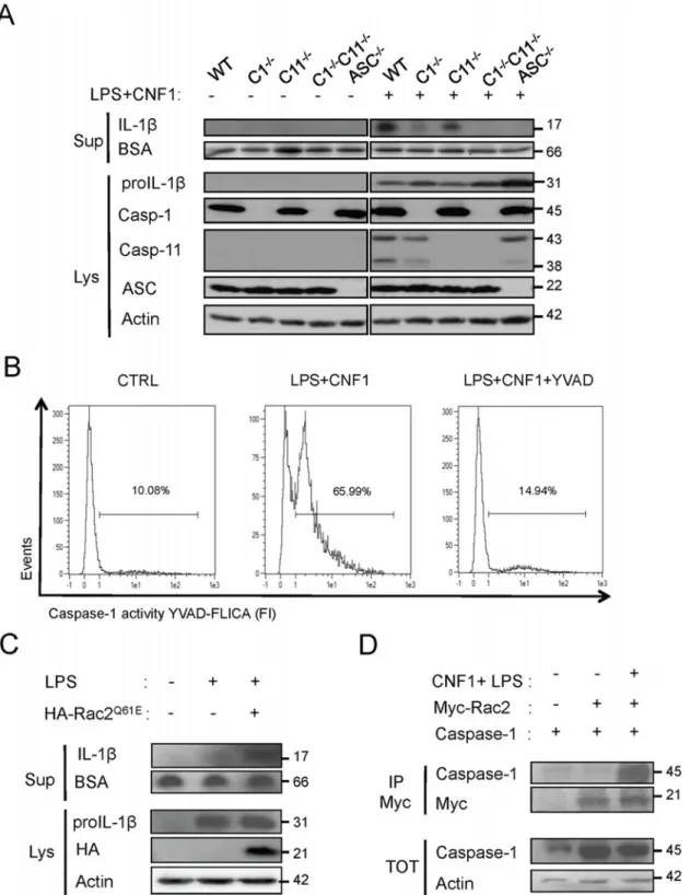Fig 4. CNF1-triggered IL-1 β maturation requires activated Rac, ASC and caspase-1. (A) Western blot analysis of the production and maturation/