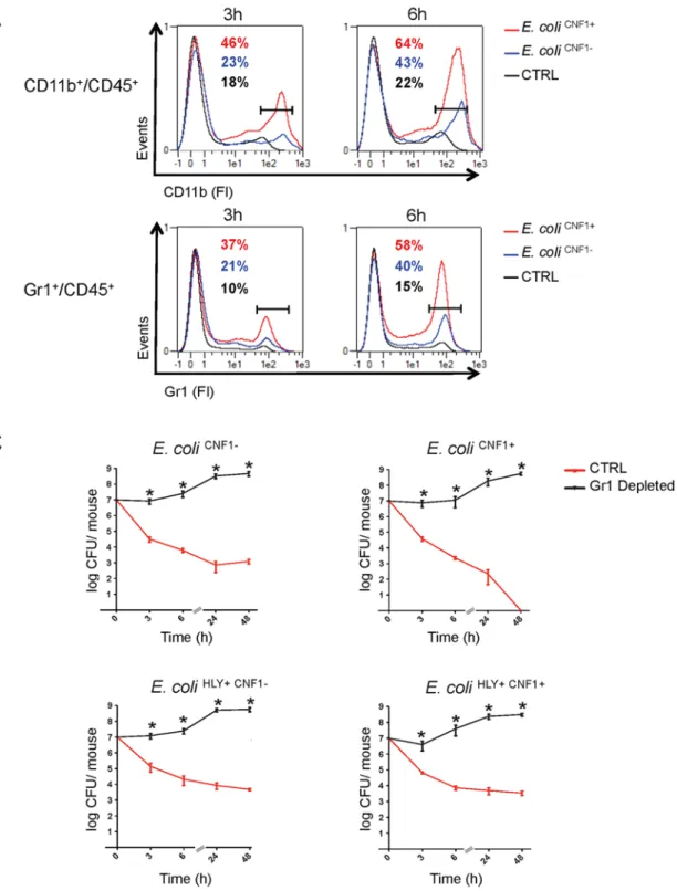 Fig 6. Gr1 + cell subpopulations are necessary for the rapid clearance of the CNF1 + strain from the blood