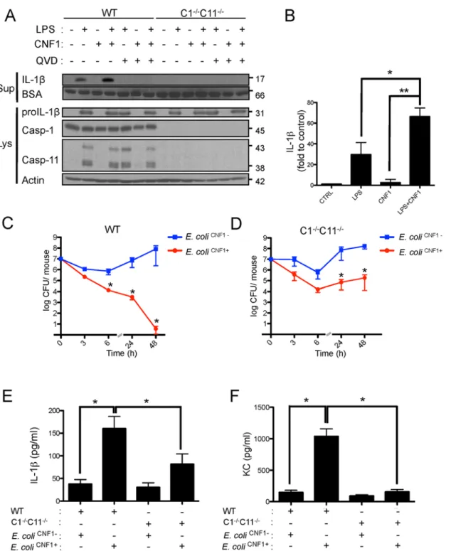 Fig 3. CNF1-triggered immunity requires inflammatory caspases. (A and B) IL-1 β production and maturation/secretion after treatment with CNF1, LPS or CNF1 (1 μ g/ml) + LPS (100 ng/ml) for 10 h