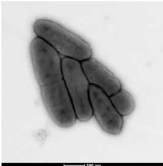 FIG. 2. Transmission electron microscopy of Mannheimia massilio- massilio-guelmaensis strain MG13 T using Technai G 20 Cryo device (FEI) at operating voltage of 200 kV