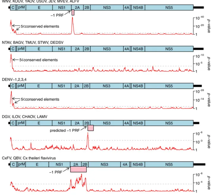 Fig 4. Synonymous site conservation analysis for selected flavivirus clades. Alignments of 249 JEV serogroup, 49 NTAV/TMUV clade, 89 DENV, 6 DGV/LAMV clade and 29 CxFV/QBV clade polyprotein ORF sequences were analyzed for synonymous site variability as dec
