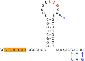 Fig 6. Predicted frameshift stimulatory elements in WESSV and SEPV. Frameshifting is predicted to occur on a conserved G_GUU_UUU heptanucleotide (orange) in the NS2A-encoding region, stimulated by a 3'-adjacent stem-loop structure