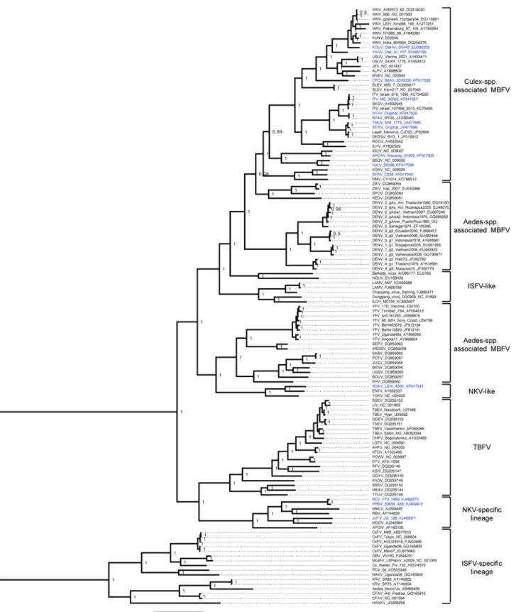 Fig 1. Bayesian phylogeny of the ORF ‘ global genus ’ amino acid dataset. Only posterior probabilities of 0.9 are included