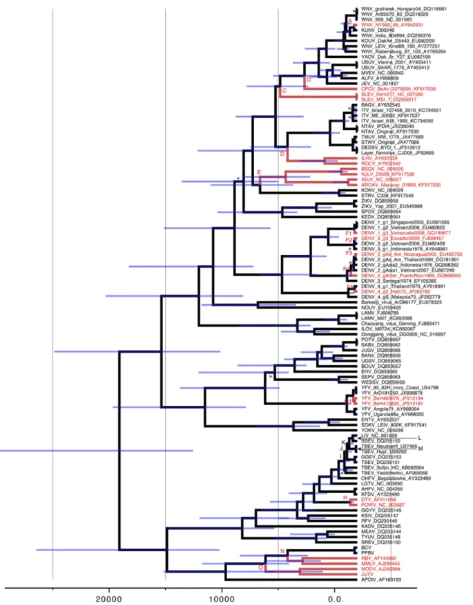 Fig 2. Maximum clade credibility tree summarized from the Bayesian molecular clock analysis