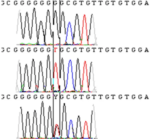 Fig 3. ITS-5.8 rDNA genes sequences with two different bases T and C, and one sequence with two superimposed peaks at the same nucleotide position.