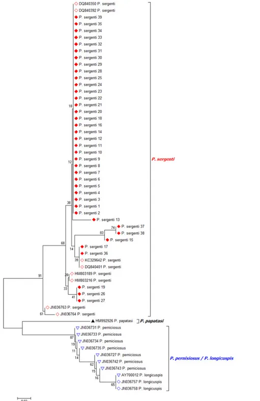 Fig 4. Phylogenetic analysis of the mitochondrial Cytochrome b sequences of P. sergenti and their homologous in GenBank P