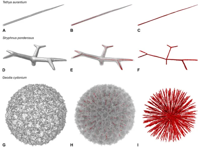 Fig. 2. 3D morphology of demosponge spicules and their inner axial filaments as revealed by synchrotron microtomography and nanotomography
