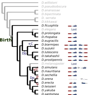 Fig. 4.  Evolution  of HP1D2 homologs and paralogs in the Sophophora clade. 