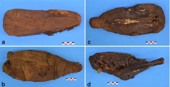 Figure  1.  Photographs  of  the  4  ibis  mummies  of  the  Musée  des  Confluences:  (a)  MHNL  608  90002472;  (b)  MHNL  90002475;  (c)  MHNL  90002486;  (d)  MHNL  90002491  (©  Program  609  MAHES)