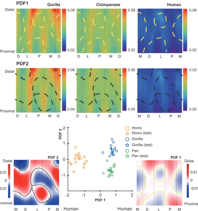 Fig 4. Penalized discriminant analysis (PDA) of standardized cortical bone thicknesses (CBTs)