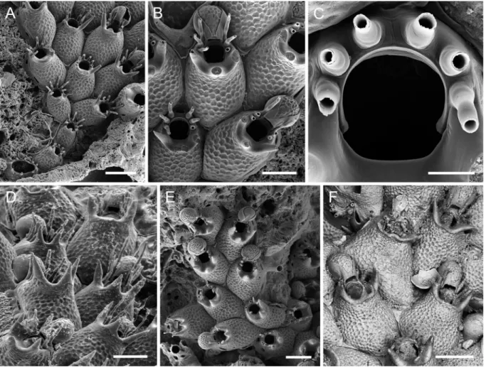 Fig. 6.  Atlantisina tricornis gen. et sp. nov. A. Early colony development; note the presence of the  maternal 5th-generation autozooid at centre right (paratype MNHN-IB-2014-64, N Iberian slope)