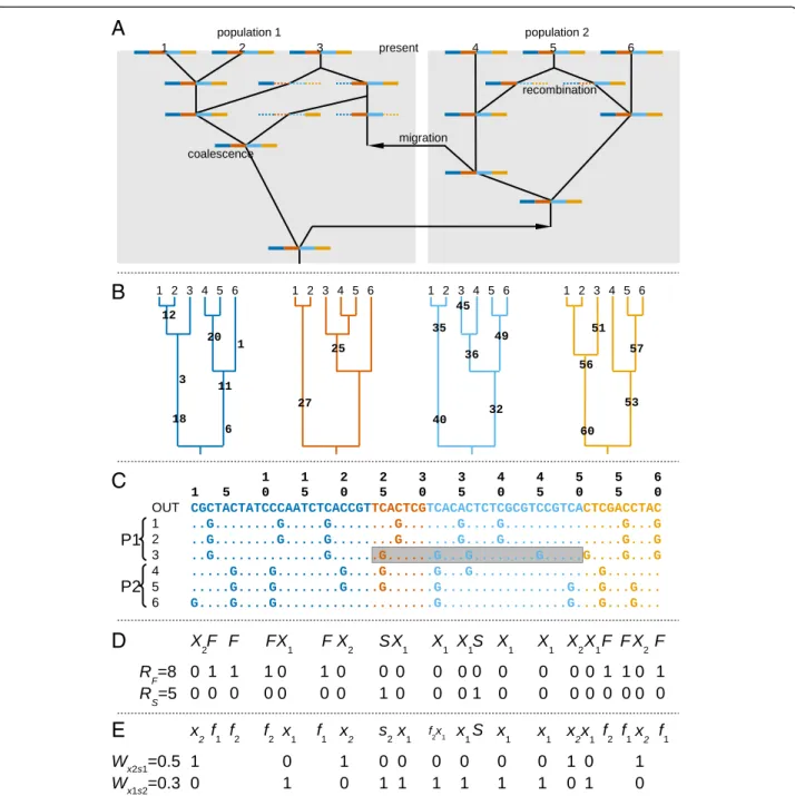 Figure 1 Ancestral recombination graph, genealogies and polymorphisms for samples taken from two populations exchanging migrants