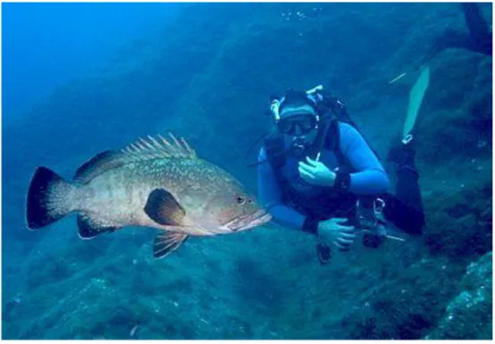 Figure 3. Patrice Francour counting groupers in Port-Cros National Parc 2009. © J.M. Cottalorda 96  97  98  99  100  101  102 