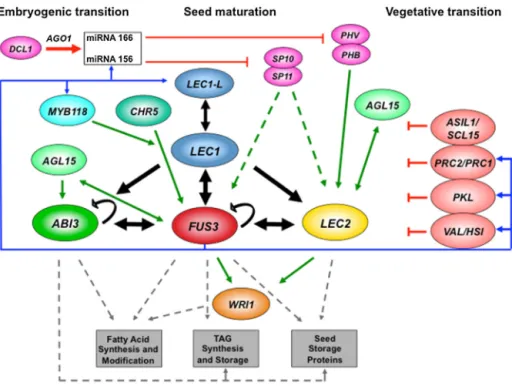 Fig. 4. Regulation of the AFL network during embryo development and transition to vegetative growth in Arabidopsis.