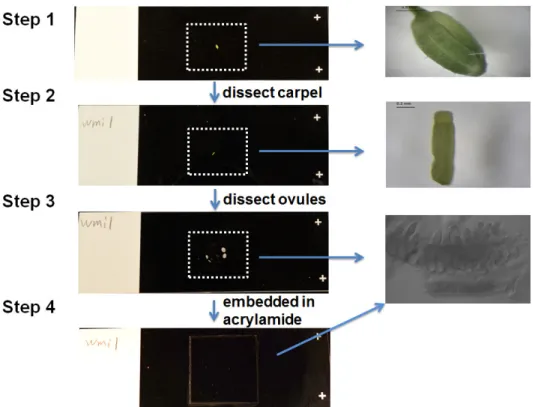 Figure 2. Setup for dissection and embedding of carpels on slide. The carpel wall is removed and the carpel is dissected on the slide to release rows of ovules (see close up of dissected ovules in step 3), and then the dissected carpel is embedded in activ