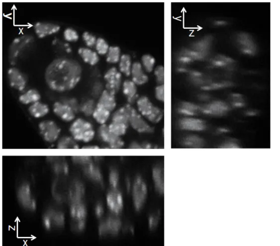 Figure 3. The protocol enables preserving the 3-dimensional structure while allowing optical clarity and homogenous staining