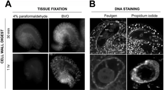 Figure 7. Influence of the fixation, digestion and staining procedure on DNA signals in whole-mount ovules